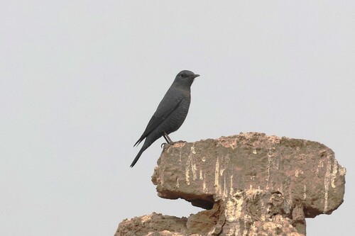 Blue Rock-Thrush