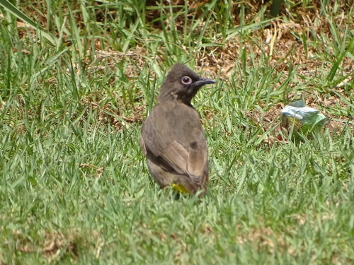 Cape Bulbul (Pycnonotus capensis), photo 8