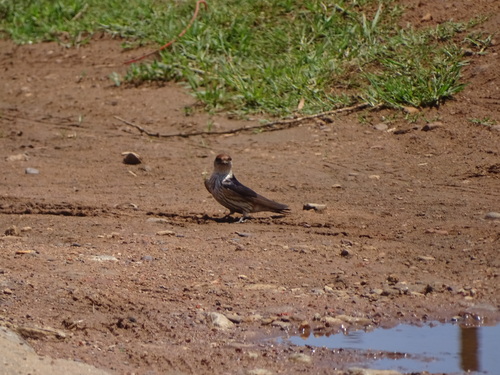 Greater Striped Swallow (Cecropis cucullata), photo 5