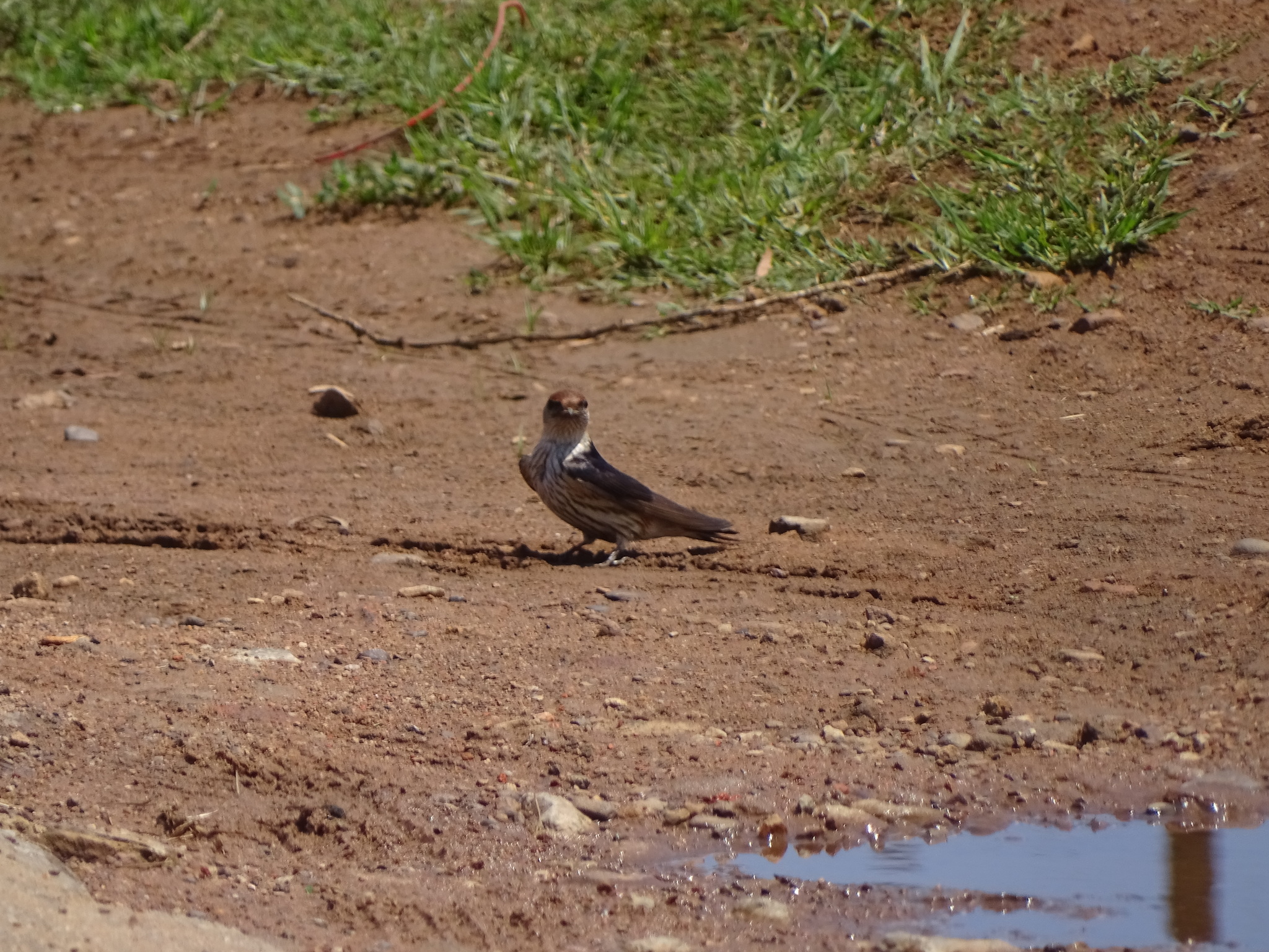 Greater Striped Swallow (Cecropis cucullata), photo 5
