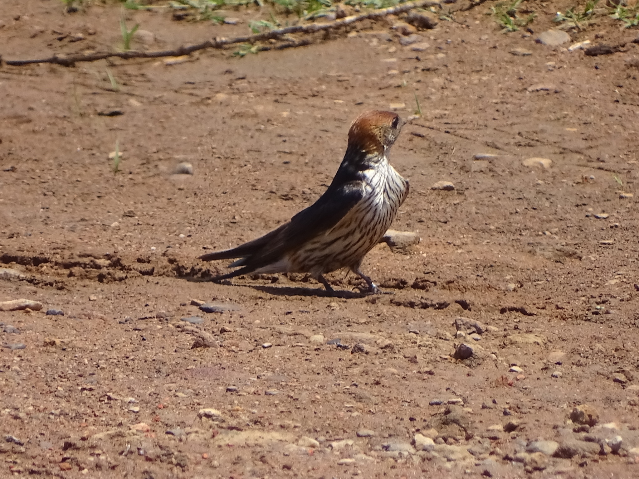 Greater Striped Swallow (Cecropis cucullata), photo 4