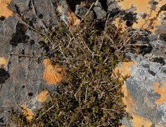 Coprosma brunnea