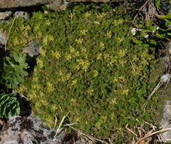 Anisotome imbricata prostrata