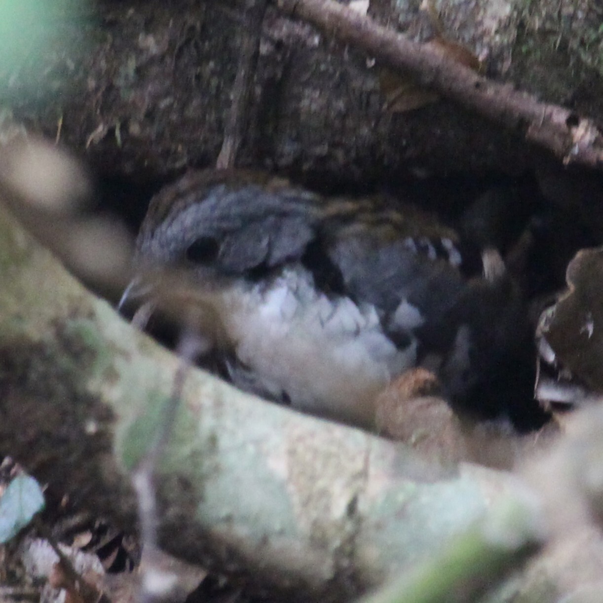 Australian Logrunner (Orthonyx temminckii), photo 6