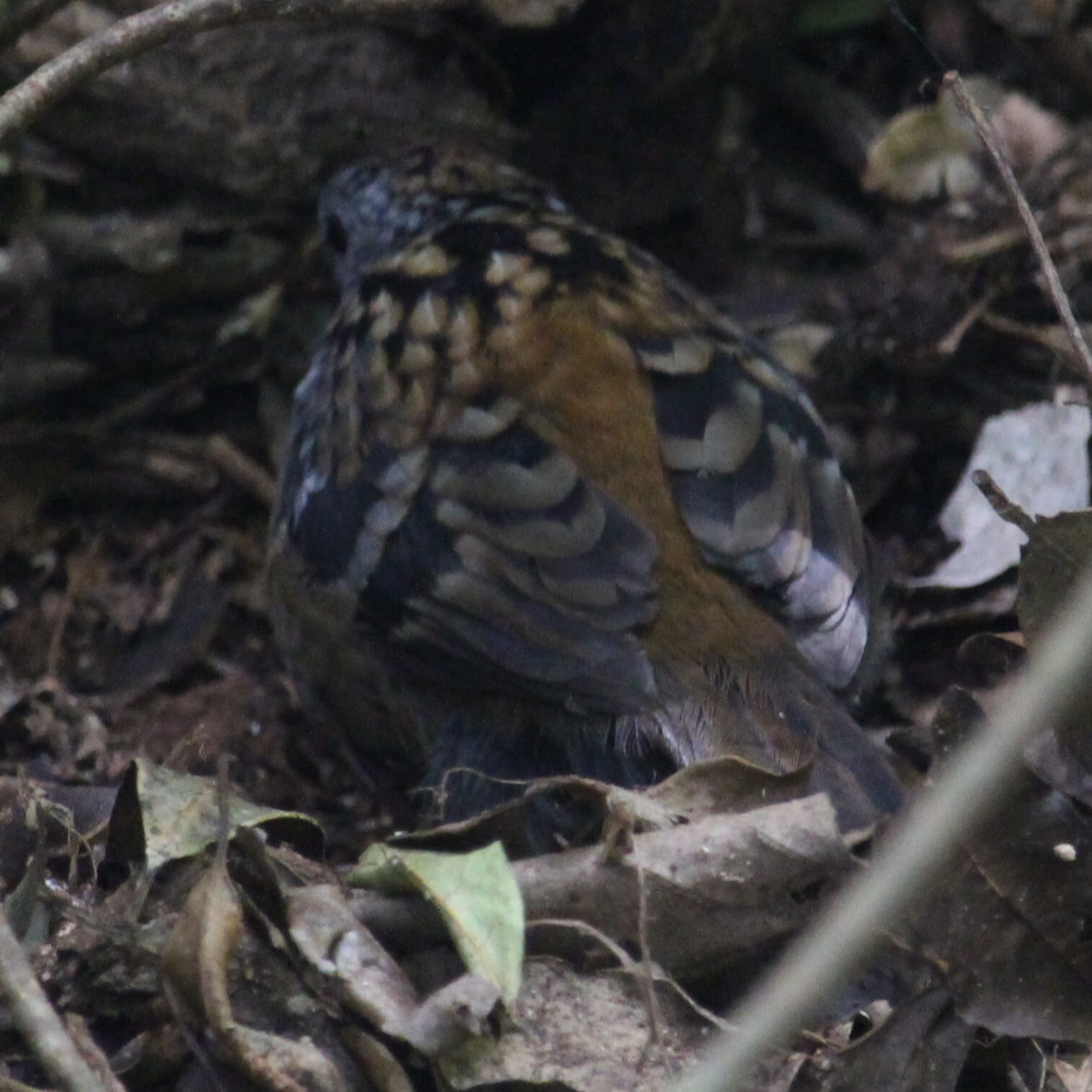 Australian Logrunner (Orthonyx temminckii), photo 7