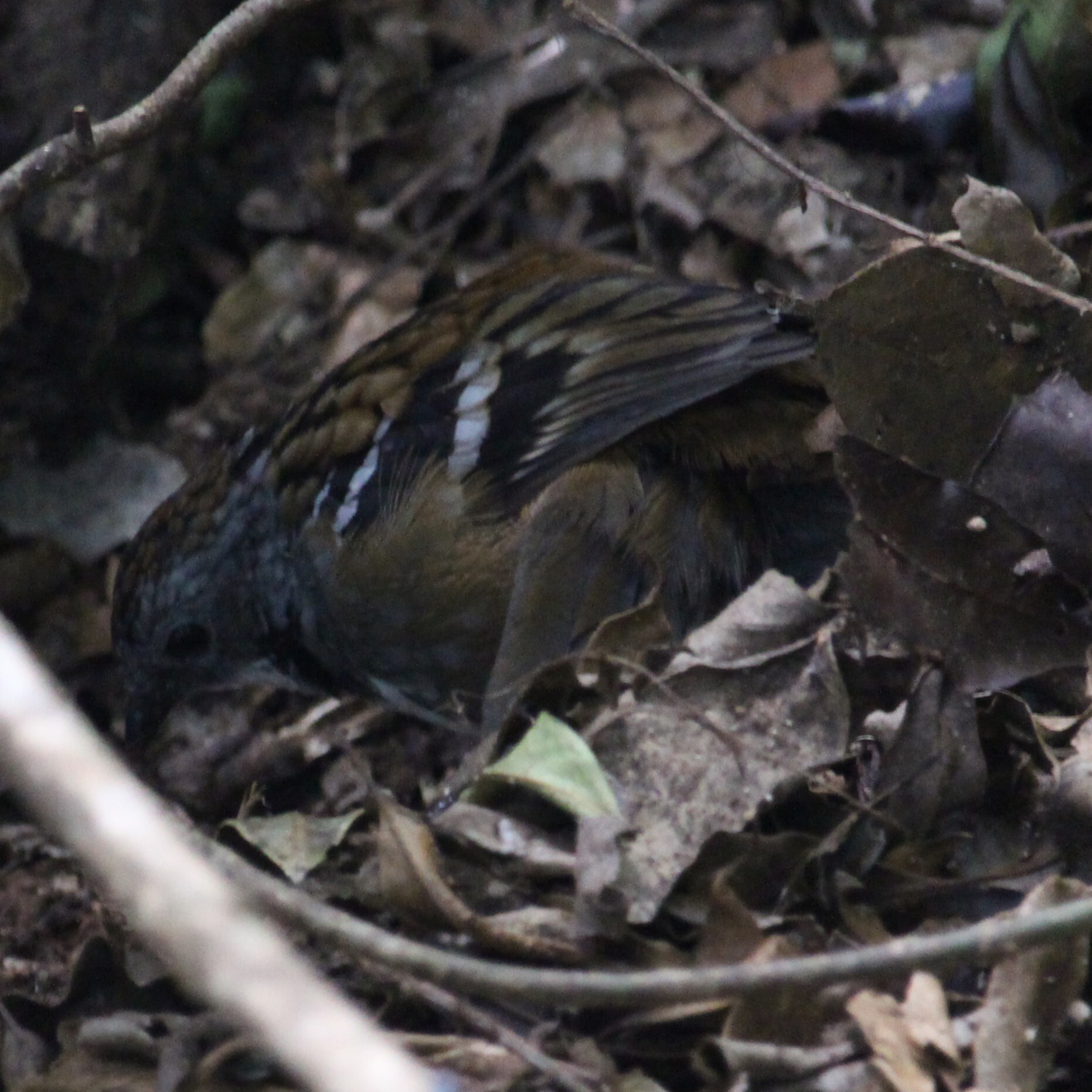 Australian Logrunner (Orthonyx temminckii), photo 8