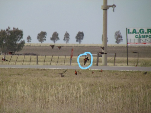 Pampas Meadowlark (Leistes defilippii), photo 4