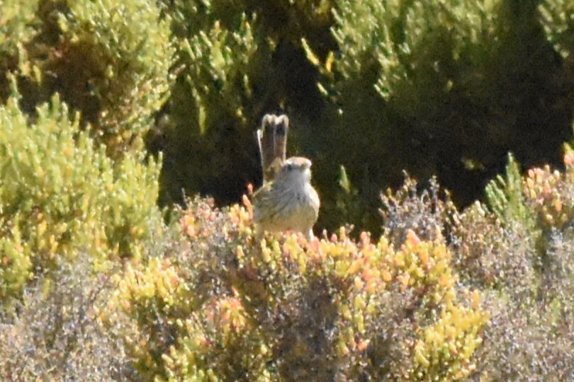 Striated Fieldwren (Calamanthus fuliginosus), photo 2