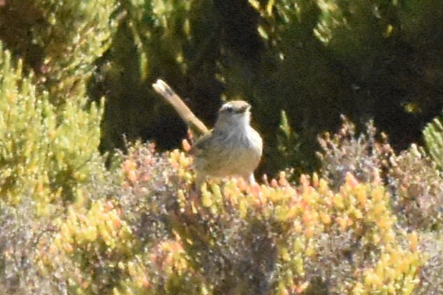 Striated Fieldwren (Calamanthus fuliginosus), photo 1