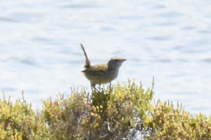 Striated Fieldwren (Calamanthus fuliginosus), photo 3
