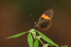 Heliconius erato hydara