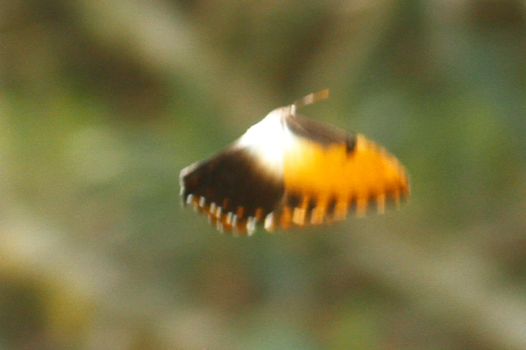 sunset morpho