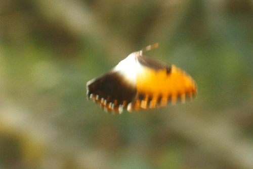 sunset morpho