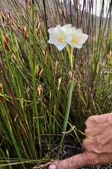 Cyrtanthus leucanthus