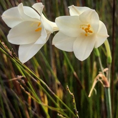 Cyrtanthus leucanthus