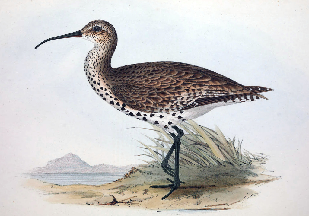 Slender-Billed Curlew