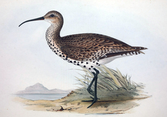 Slender-Billed Curlew photo 1