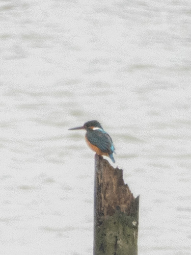 Common Kingfisher