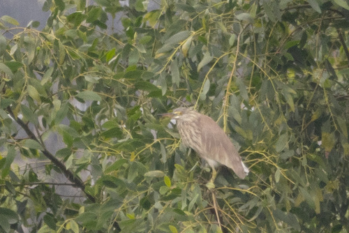 Chinese Pond-Heron