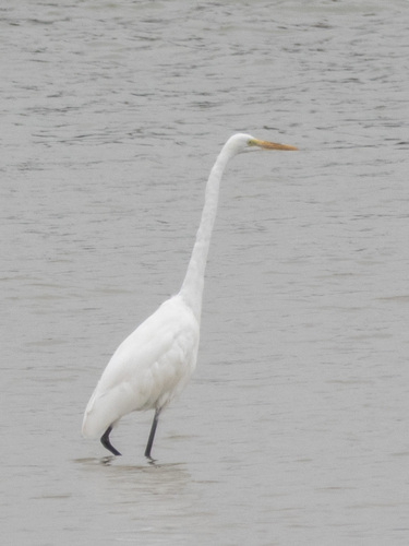 Great Egret