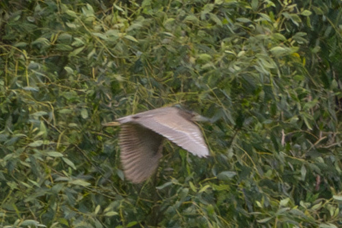 Black-crowned Night Heron