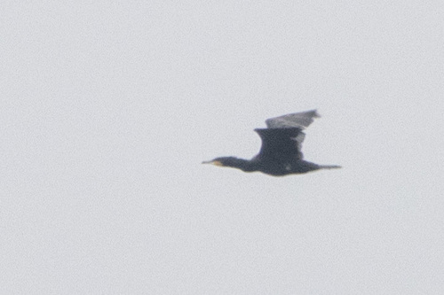 Great Cormorant