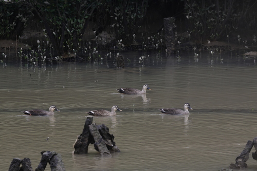 Eastern Spot-billed Duck