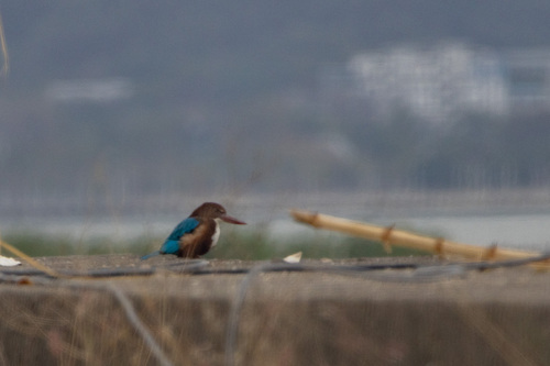 White-throated Kingfisher