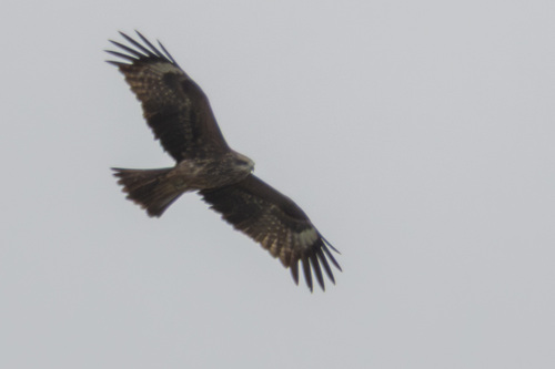 Black Kite