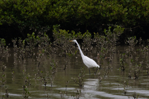 Great Egret