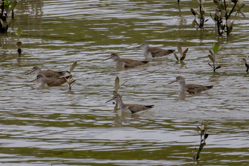 Common Redshank
