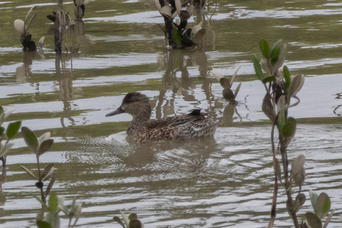 Green-winged Teal