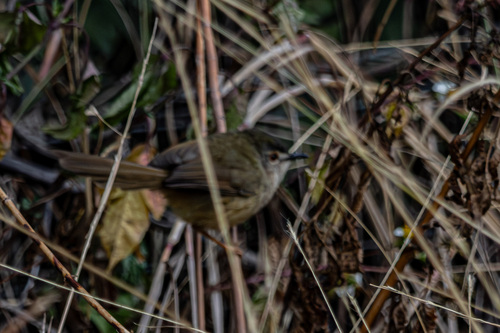 Yellow-bellied Prinia