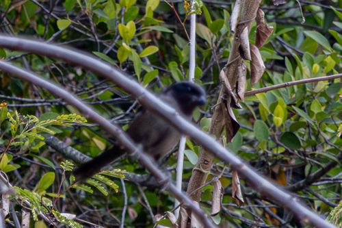 Long-tailed Shrike