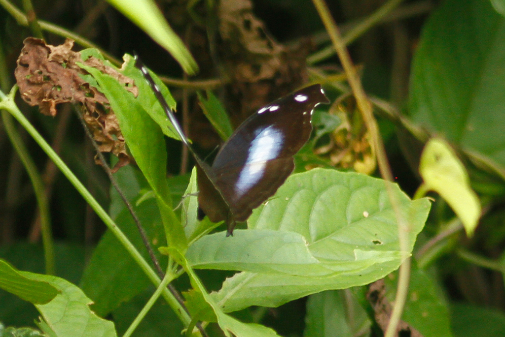 Great Blue Hookwing