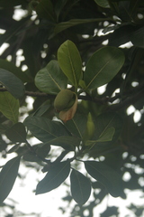 Artocarpus heterophyllus