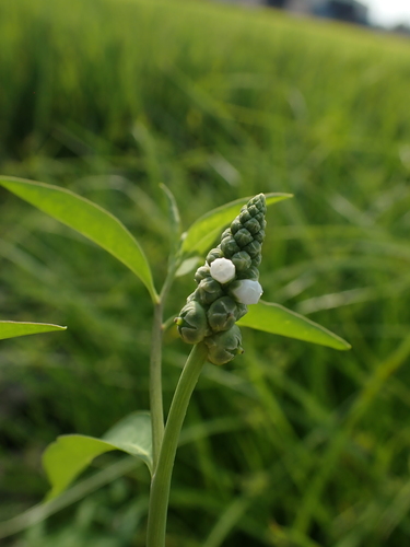 Sphenoclea zeylanica, photograph 4