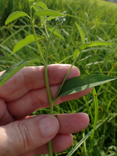Sphenoclea zeylanica, photograph 3