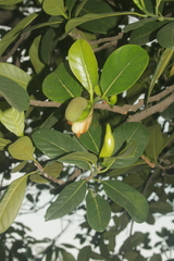 Artocarpus heterophyllus