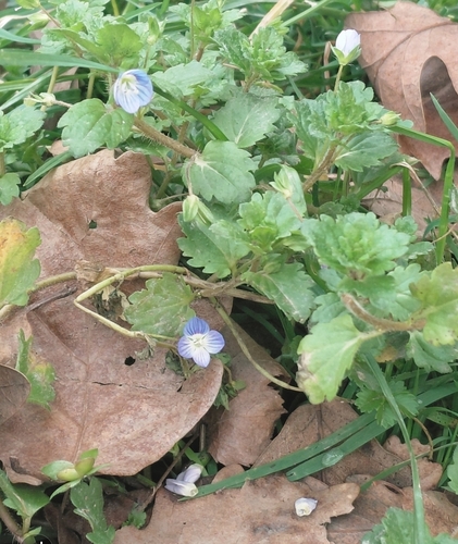 bird's-eye speedwell