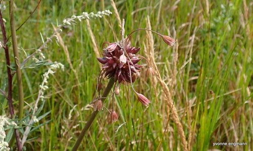 Field Garlic (Allium oleraceum)