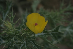 Argemone mexicana