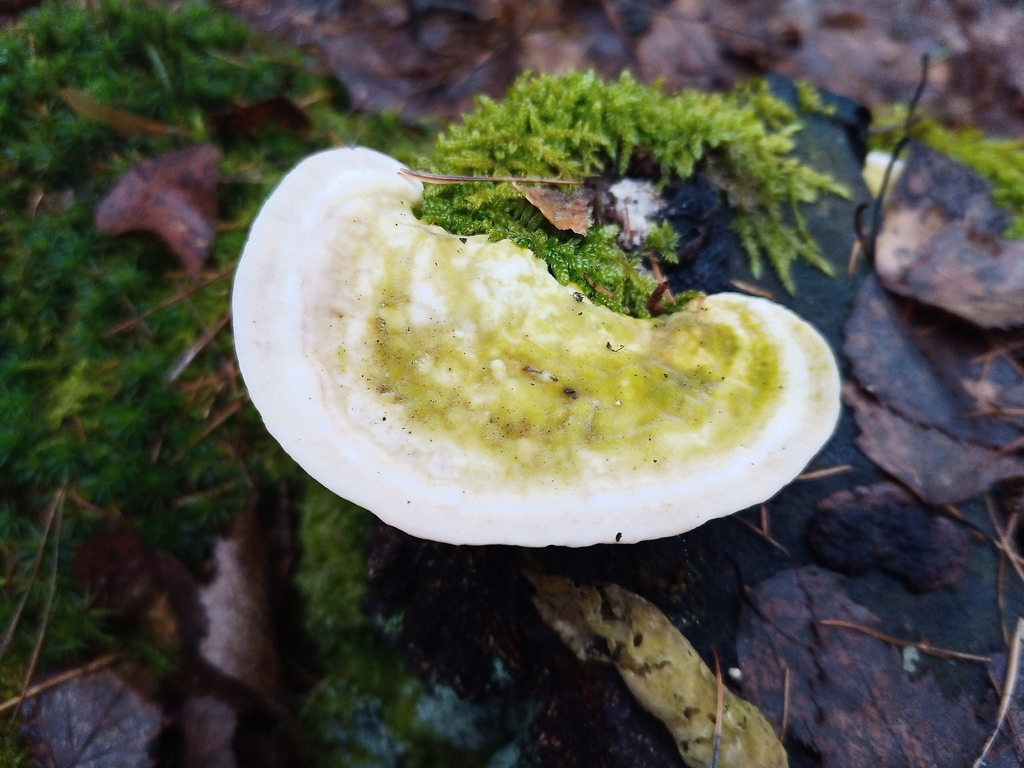 Trametes gibbosa · February 2026 · photo: © jolinarm (iNaturalist, cc-by)
