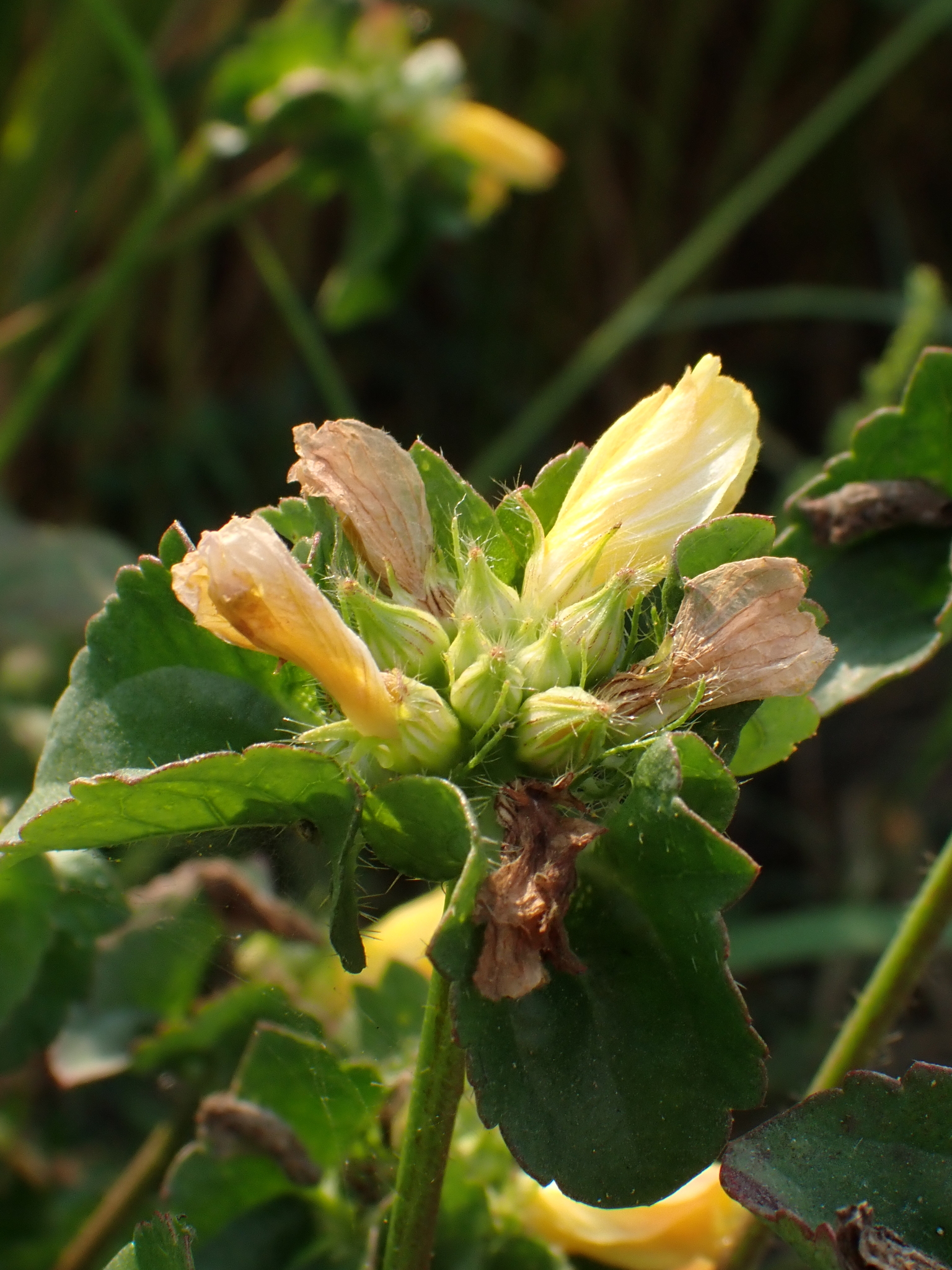 Malachra Capitata (Malachra capitata)