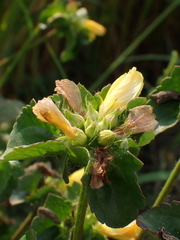 Malachra capitata, photograph author not stated, no rights reserved