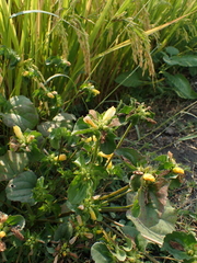 Malachra capitata, photograph author not stated, no rights reserved