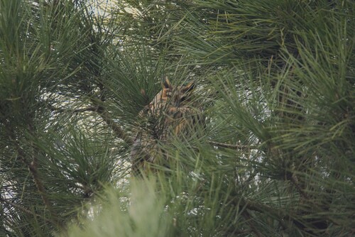 View observation of {o.common_name} on iNaturalist