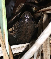 Pseudacris nigrita