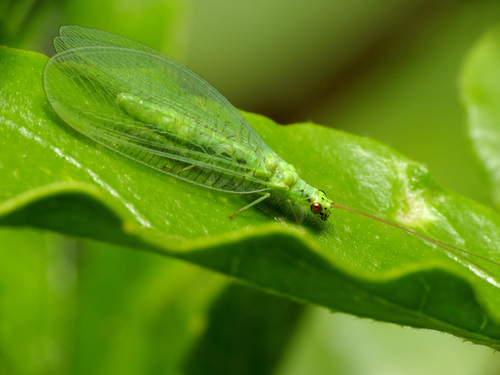 Photograph of Lacewings and Allies