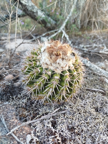 Parodia erinacea